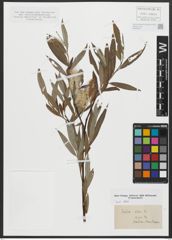 Foto von Salix alba L.